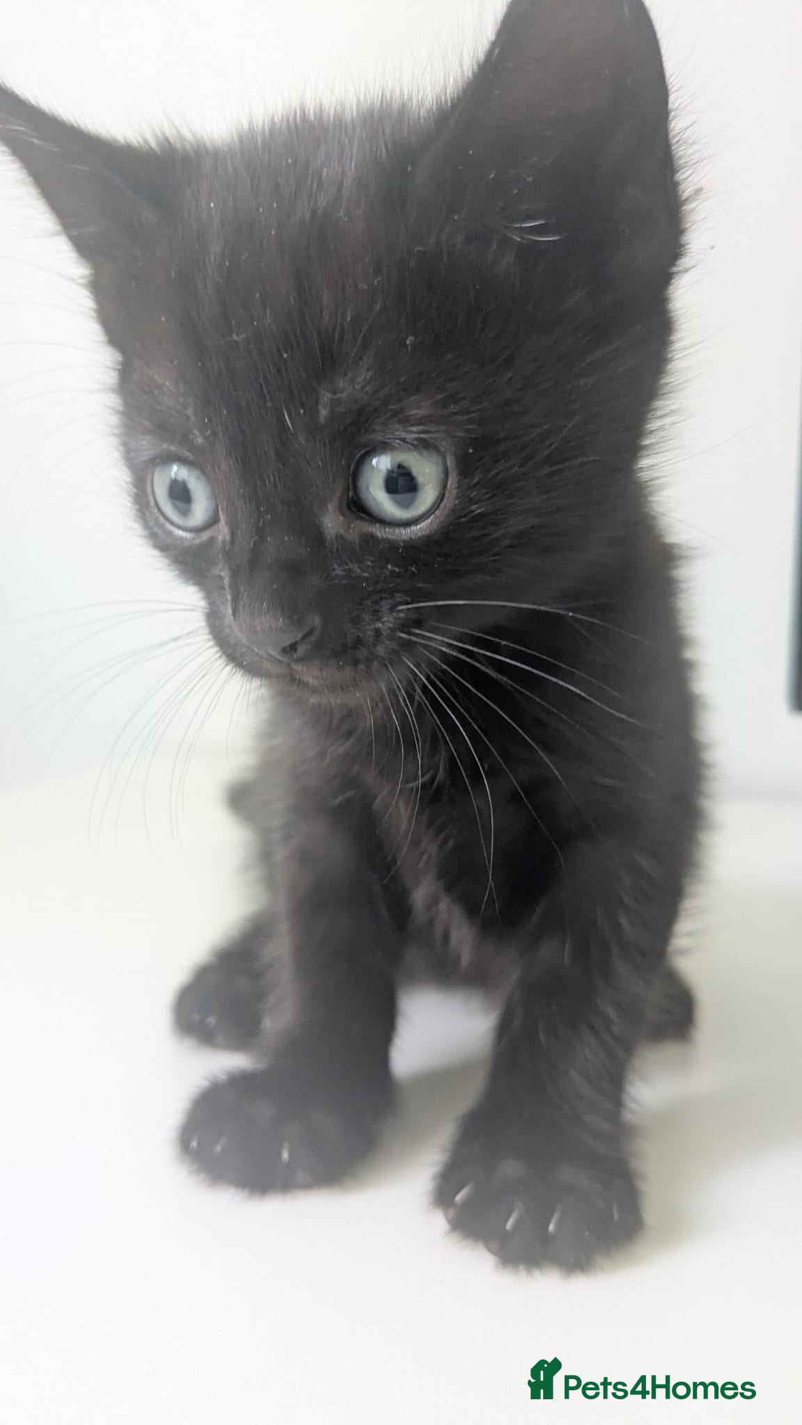 Mixed Breed cats for sale: Kittens  - Advert 3