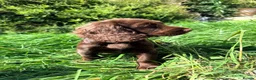 Cocker Spaniel dogs for sale: Working Cocker Bitch - wonderful puppy in Bath - Advert 2