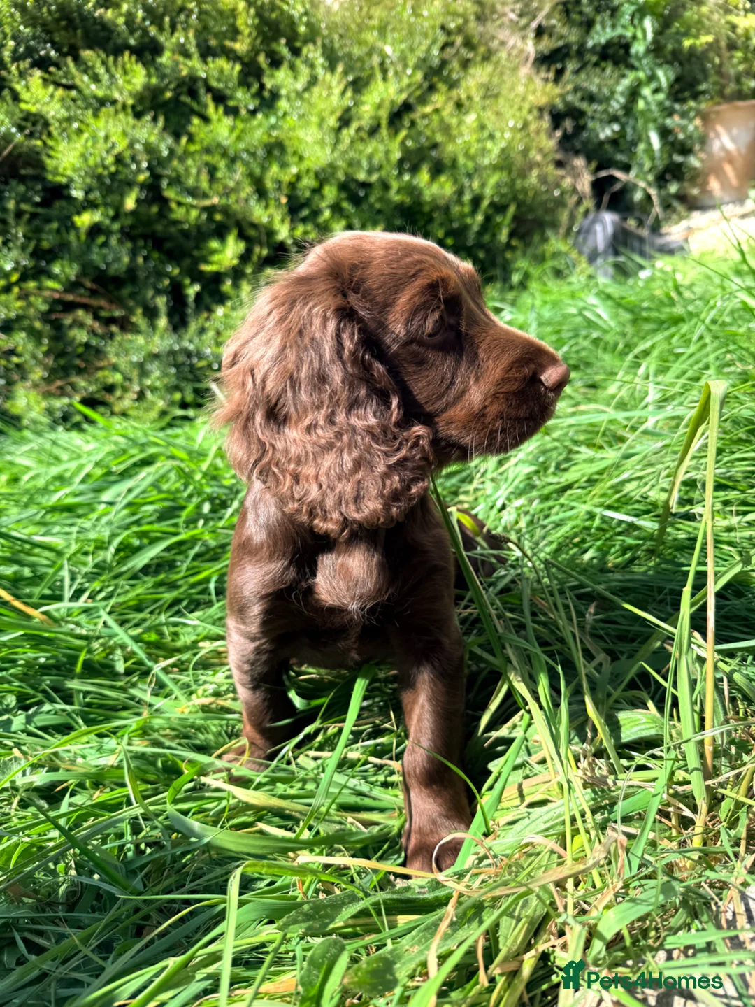 Cocker Spaniel dogs for sale: Working Cocker Bitch - wonderful puppy in Bath - Advert 2