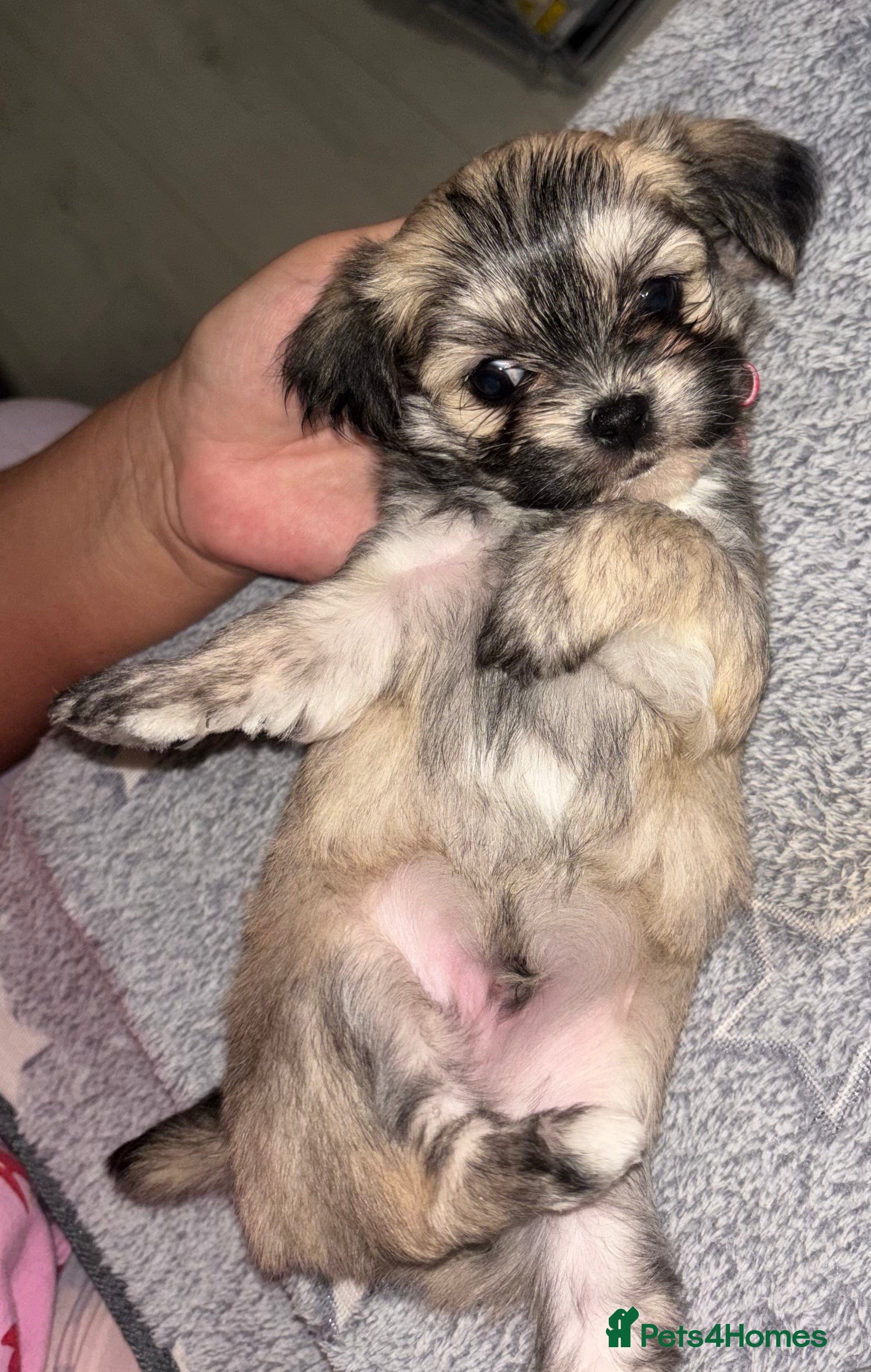 Mixed Breed dogs Fluffy teddy bear Malchi  - Advert 12