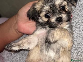 Mixed Breed dogs Fluffy teddy bear Malchi - Advert 12