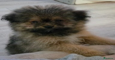 Mixed Breed dogs - Advert 11