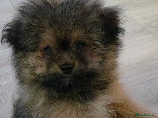 Mixed Breed dogs - Advert 5