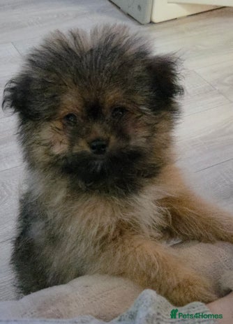 Mixed Breed dogs - Advert 5