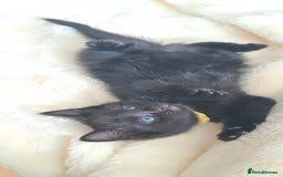 Mixed Breed cats for sale: 3 GORGEOUS kittens for sale  - Image 4