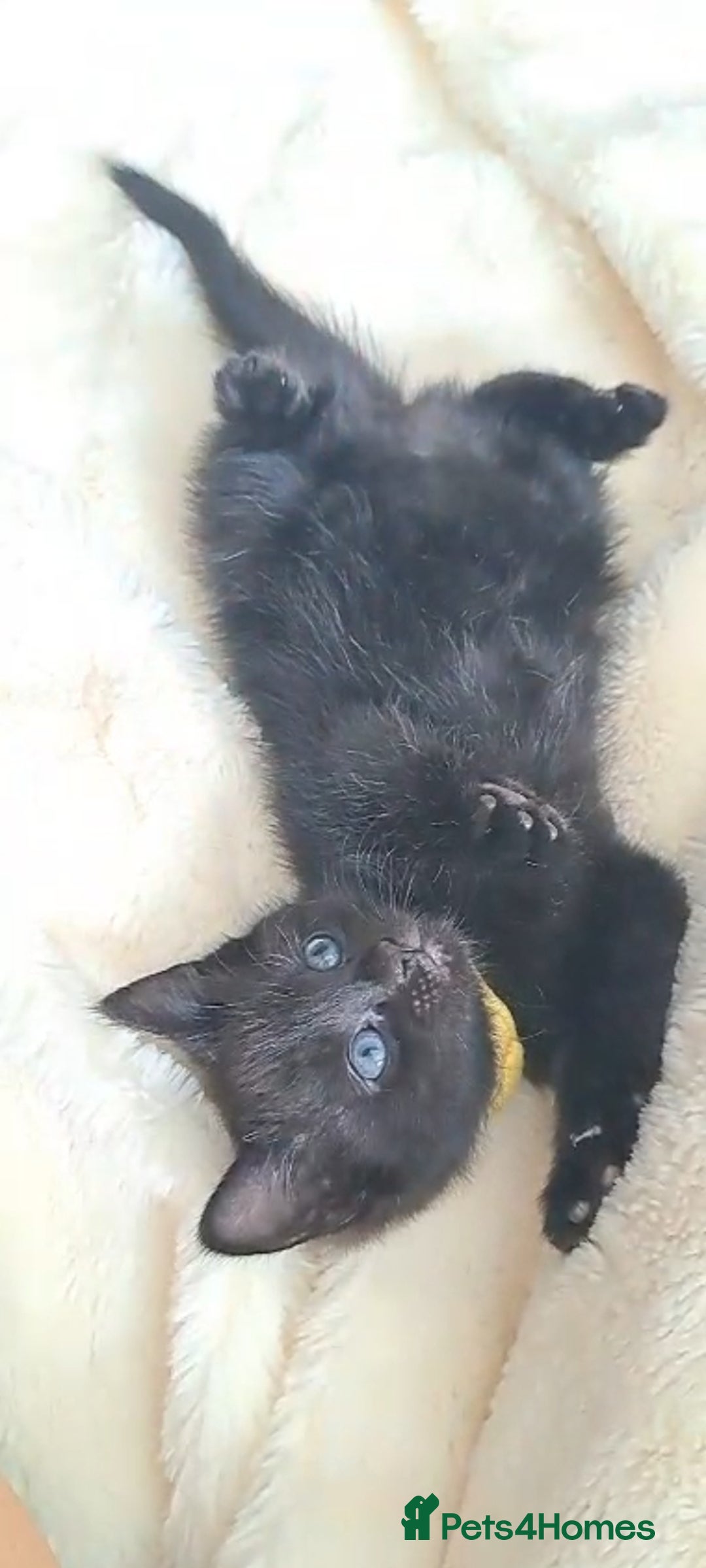 Mixed Breed cats for sale: 3 GORGEOUS kittens for sale  - Image 4