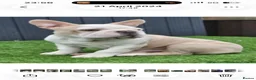 French Bulldog dogs for stud: French bulldog with Husky Background for stud  - Advert 5