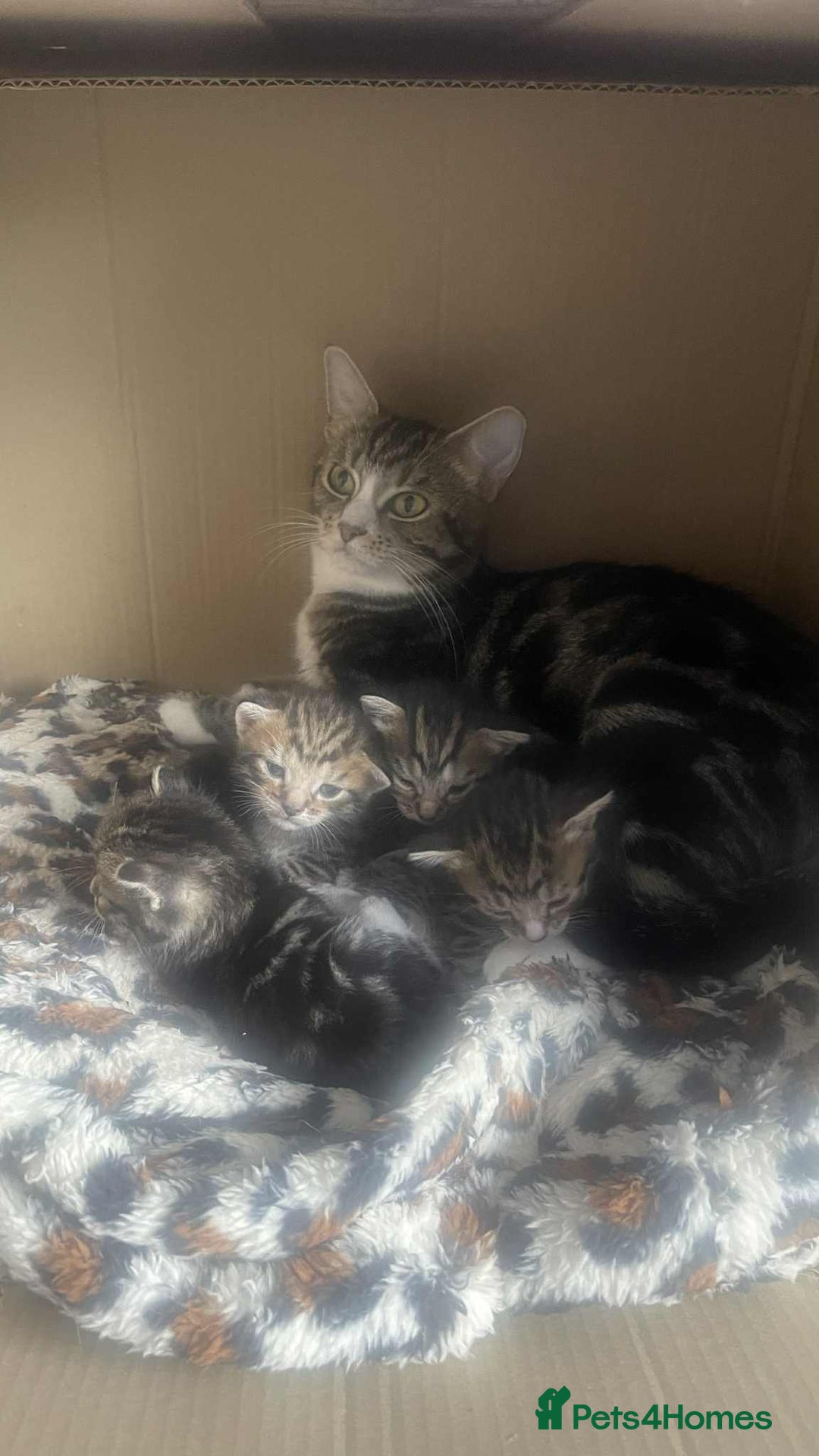 Bengal cats for sale: Kittens for sale - Image 11