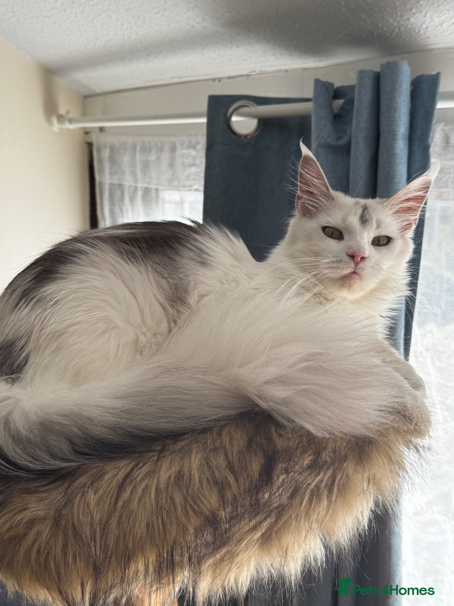 Maine Coon cats 🐾 Maine Coon Girl Looking for Her Forever Home🐾  - Advert 2