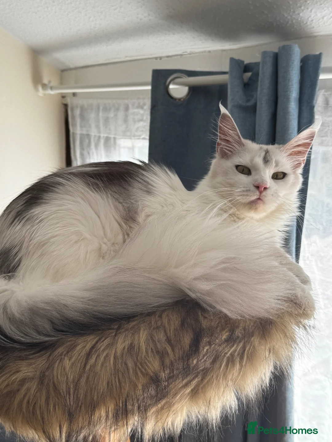 Maine Coon cats for sale: 🐾 Maine Coon Girl Looking for Her Forever Home🐾  - Advert 2