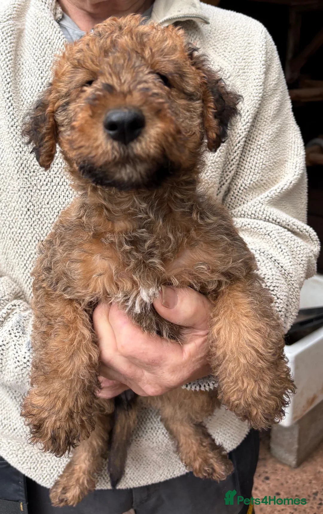 Irish Terrier dogs for sale: Beautiful KC registered pup last remaining girl  in Minehead - Advert 2