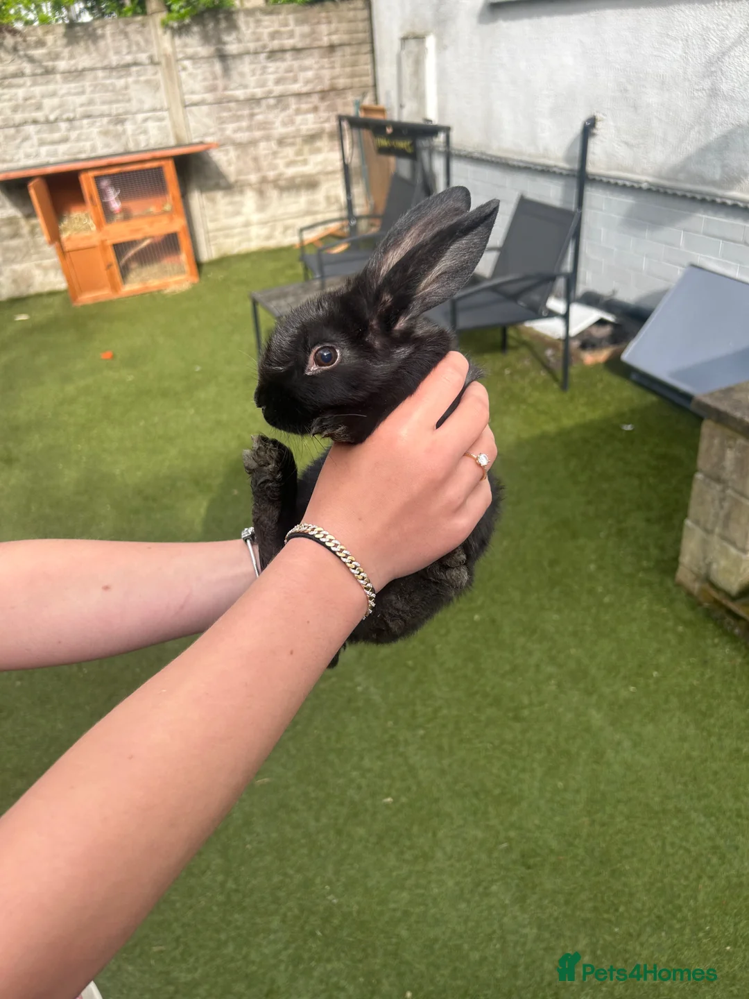 Mini Lop rabbits for sale: Mini lops for sale  in Leeds - Advert 7
