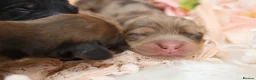 Miniature Dachshund dogs for sale: KC Longhair Miniature Dachshund Puppies - Advert 7