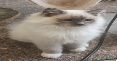 Ragdoll cats - Advert 11