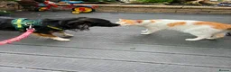 Mixed Breed dogs for adoption: Mimi for adoption in Leighton Buzzard - Advert 5