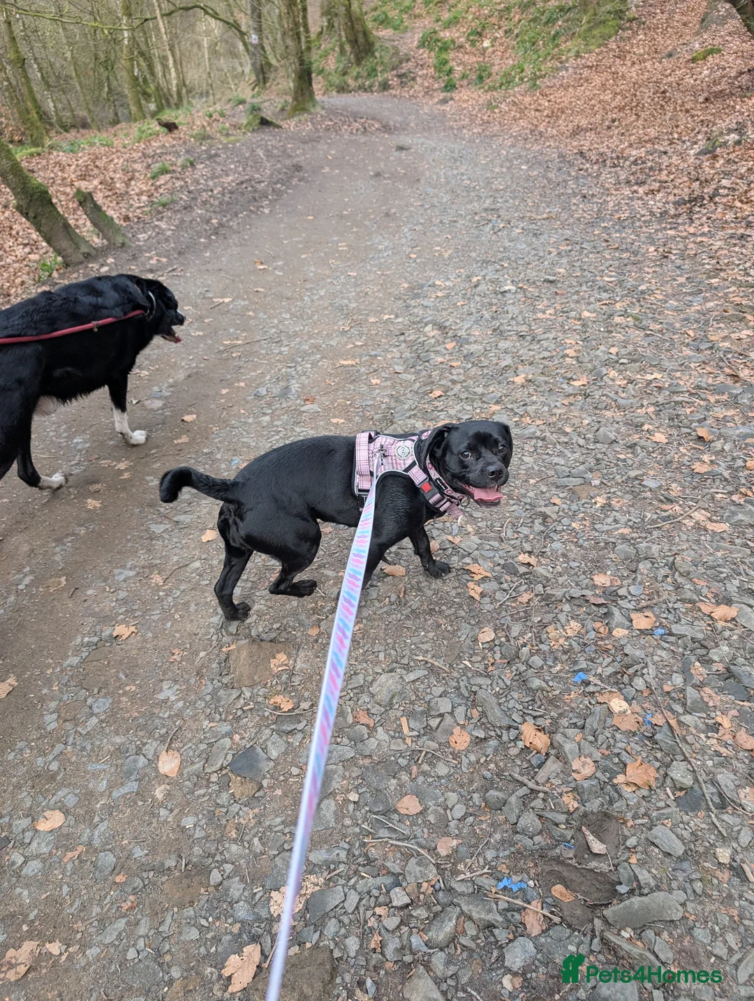 Mixed Breed dogs for sale: Frenchie/cockapoo - Advert 2