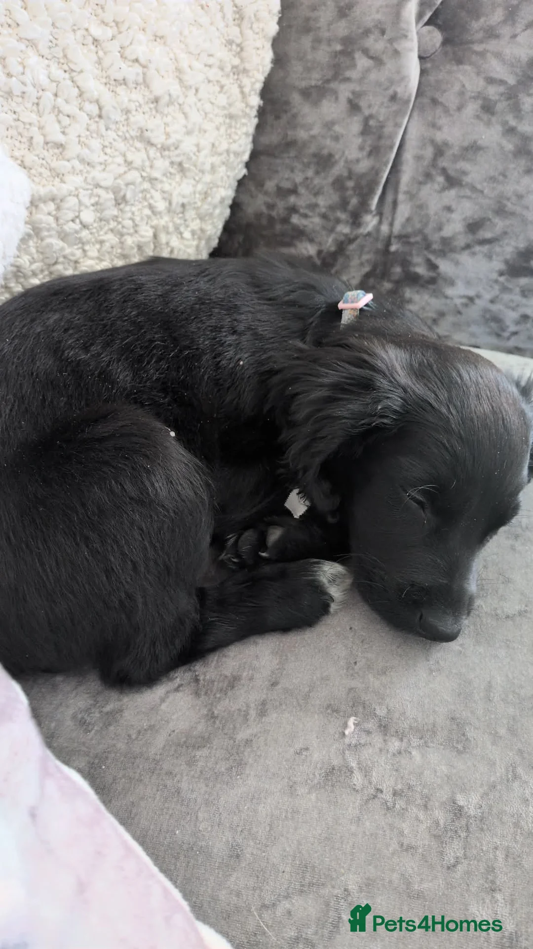 Mixed Breed dogs for sale: Cross breed in Gateshead - Advert 2