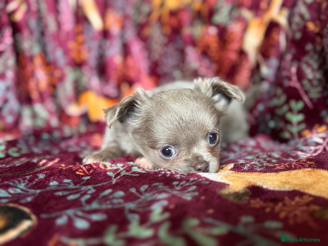 Chihuahua dogs for sale: Beautiful long haired Lilac Chihuahua puppies - Advert 10