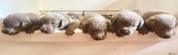 Labrador Retriever dogs for sale: Stunning Pure Pedigree Silver Labrador Puppies - Advert 7