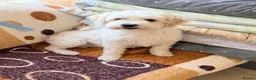Maltese dogs for sale: Maltese - Advert 5