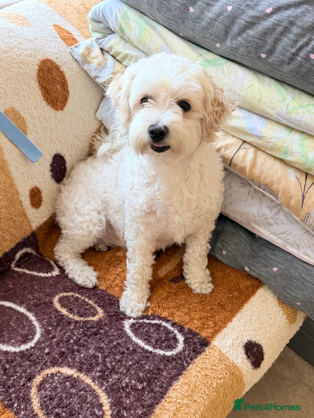 Maltese dogs for sale: Maltese - Advert 5