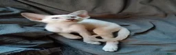 Oriental cats for sale: Oriental Siamese kittens gccf - Advert 8