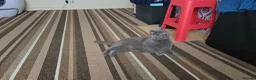 British Shorthair cats for sale: British short haired kittens  - Advert 21