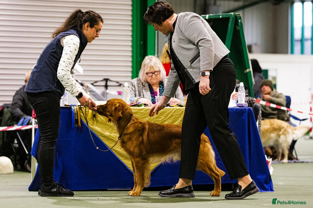 Golden Retriever dogs for stud: Fully Health Tested Show/Working Golden Retriever  - Advert 11