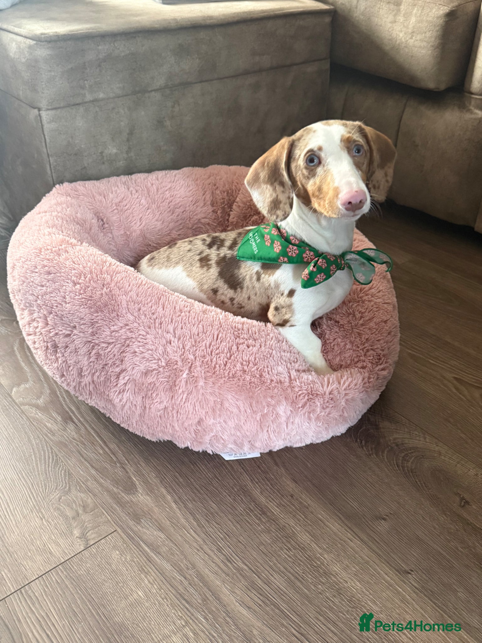 Dachshund dogs Looking to re-home our gorgeous girl💔 - Advert 1