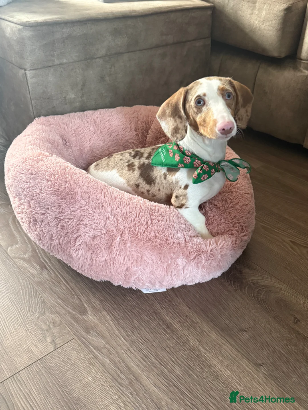 Dachshund dogs for sale: Looking to re-home our gorgeous girl💔 - Advert 1