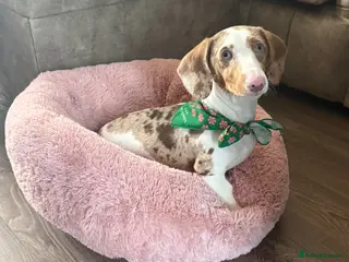 Dachshund dogs Looking to re-home our gorgeous girl💔 - Advert 1