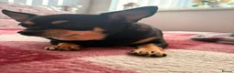 Chihuahua dogs for sale: Beautiful Chihuahua puppies  - Advert 7