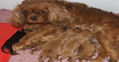 Cavalier King Charles Spaniel dogs - Advert 13