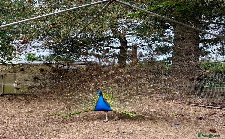 Peafowl poultry - Advert 2