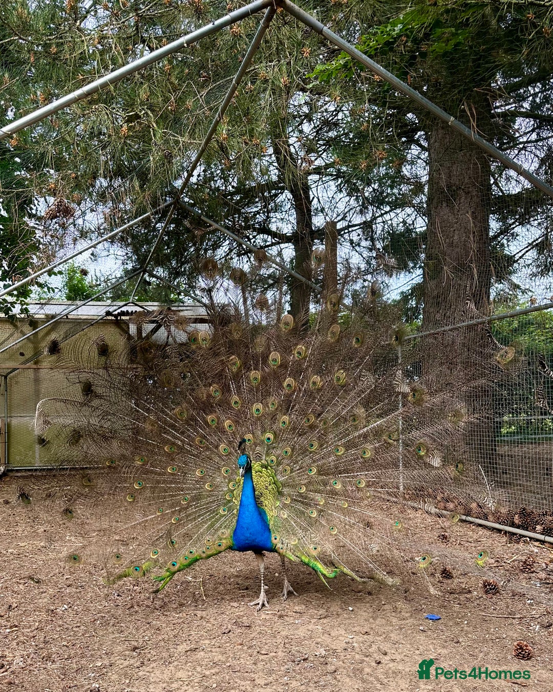 Peafowl poultry for sale: Pair of beautiful peacocks looking for a new home  - Image 1