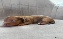 Miniature Dachshund dogs for sale: Gorgeous Long &short haired mini dachshund puppies - Image 14