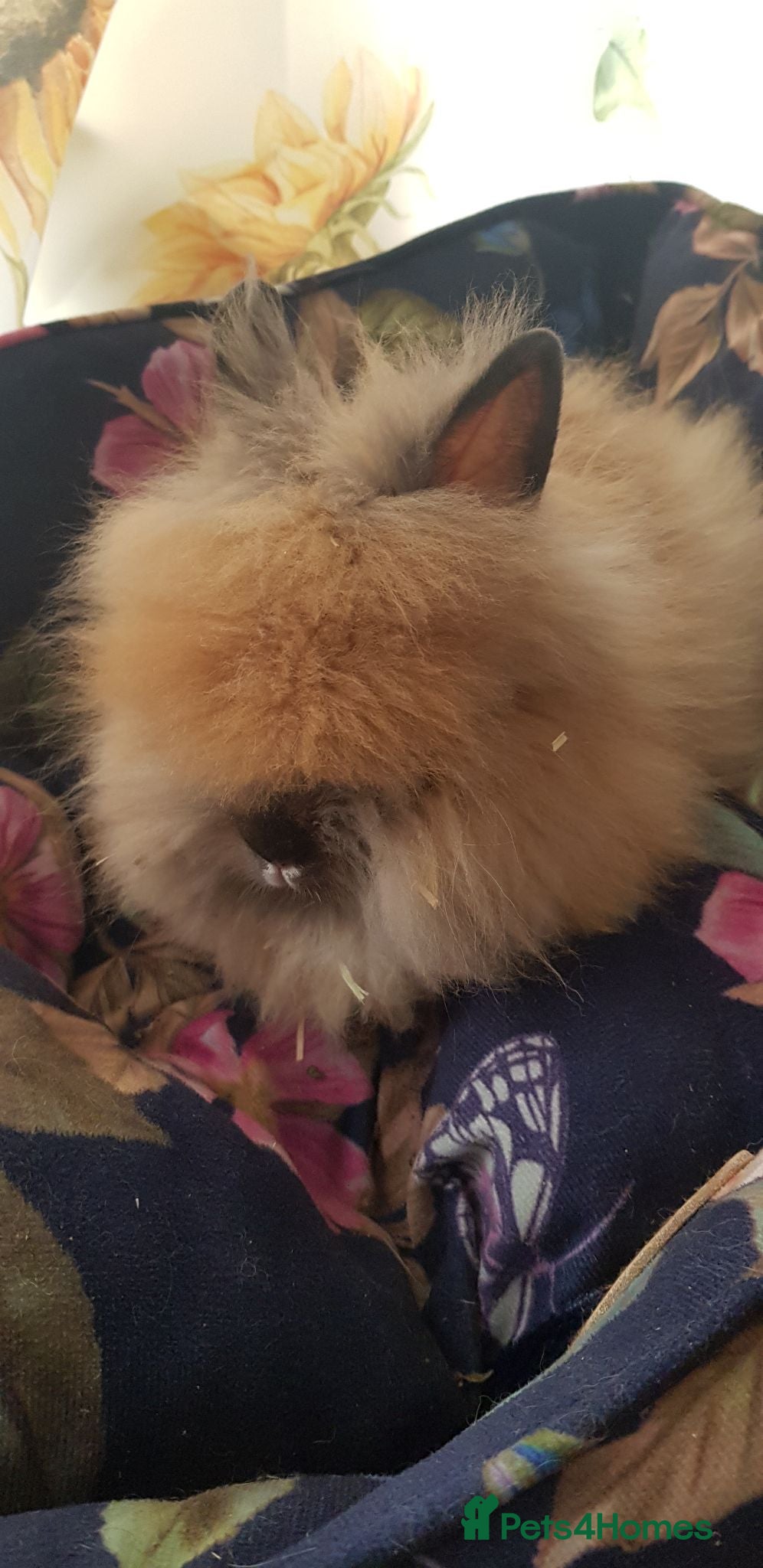 Lionhead rabbits 🐰 Pedigree Bunnies for Sale 🐰 - Advert 1