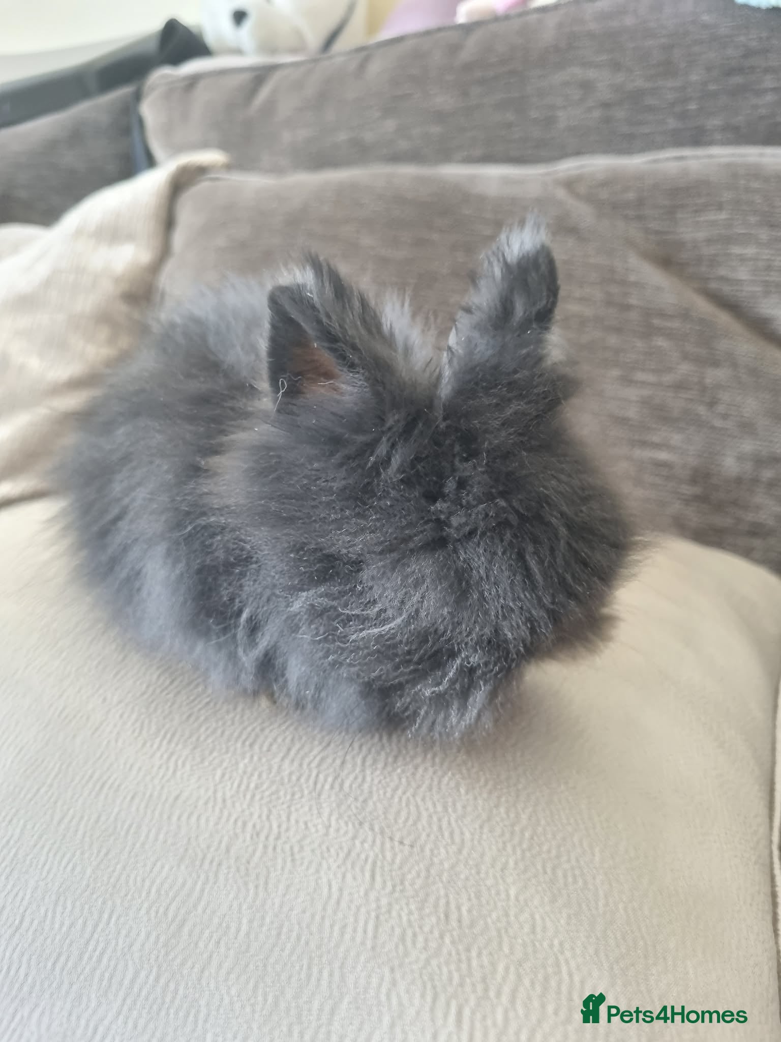 Lionhead rabbits Charcoal fluffy lionhead rabbit - Advert 1