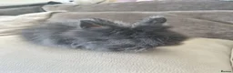 Lionhead rabbits for sale: Charcoal fluffy lionhead rabbit - Advert 1