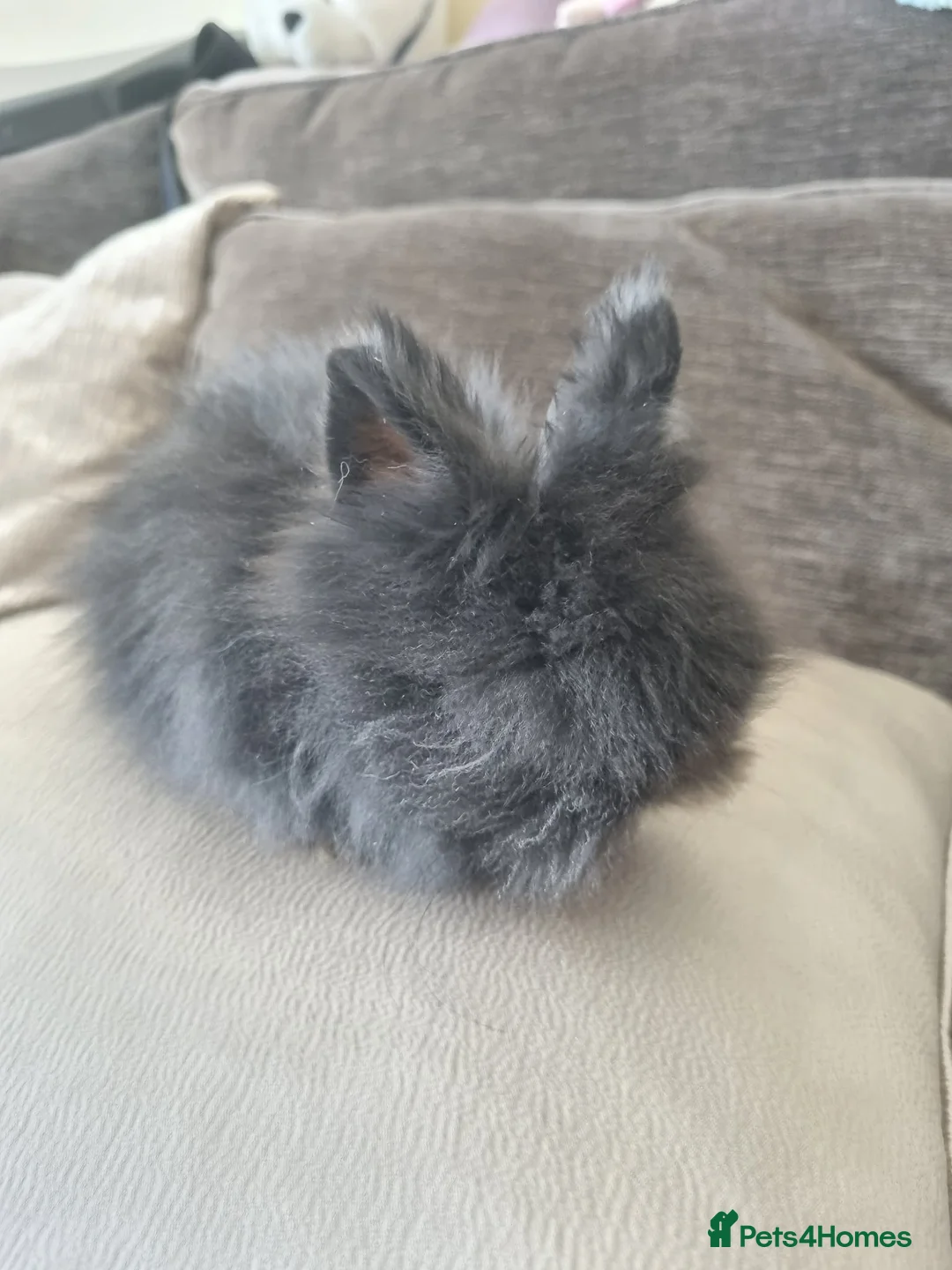 Lionhead rabbits for sale: Charcoal fluffy lionhead rabbit - Advert 1