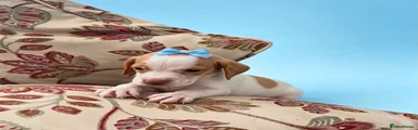 Mixed Breed 3