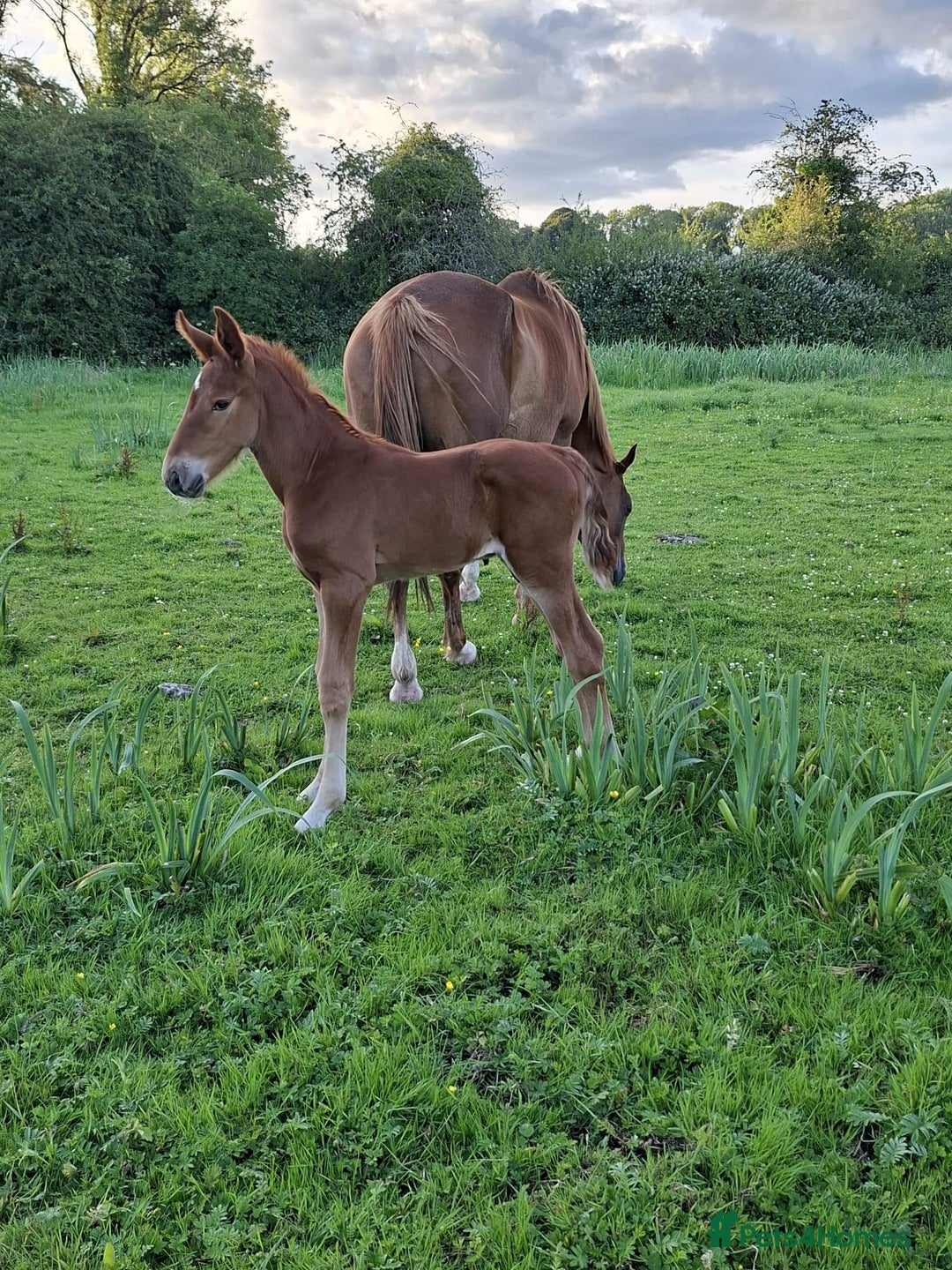 Irish Draught horses for sale: Irish Draught/ISH foals for sale  - Image 5