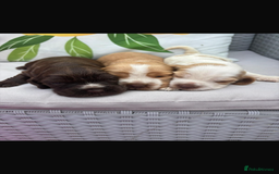 Cocker Spaniel dogs for sale: ⭐️ 5 star litter ⭐️ - Image 1