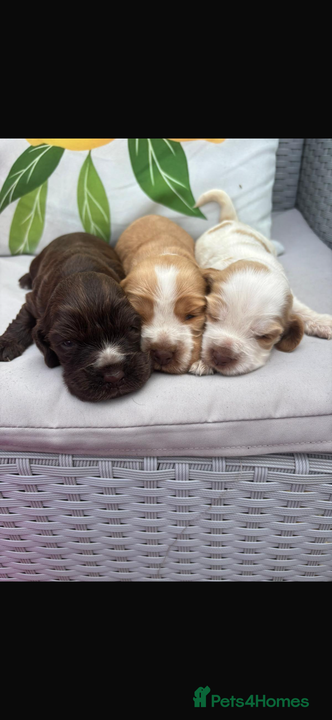 Cocker Spaniel dogs for sale: ⭐️ 5 star litter ⭐️ - Image 1
