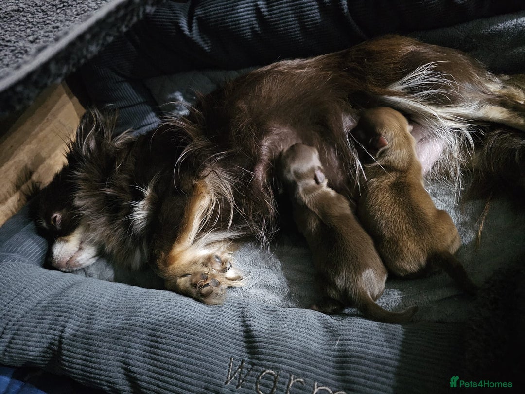 Chihuahua dogs for sale: Long hair tri chocolate apple head chihuahuas  - Advert 6