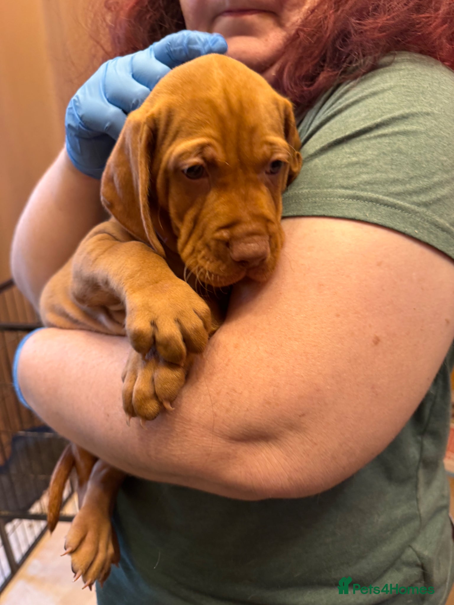 Hungarian Vizsla dogs Litter of stunning Vizslas - Advert 2