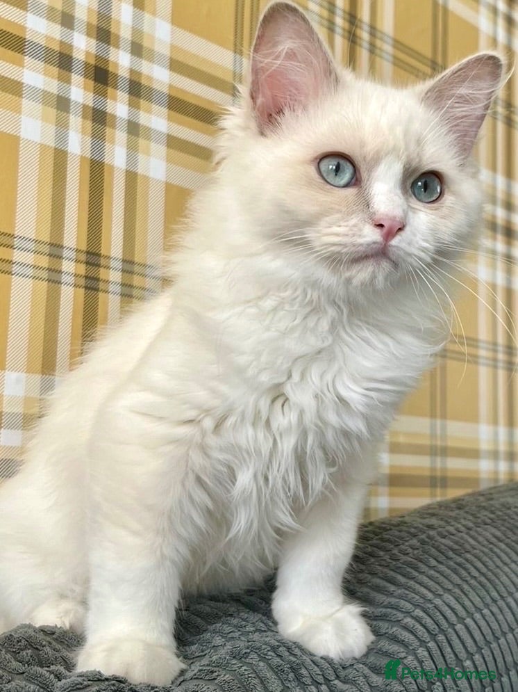Ragdoll cats Lilac Mink Cherubim Ragdoll KittenTICA Registered - Advert 5