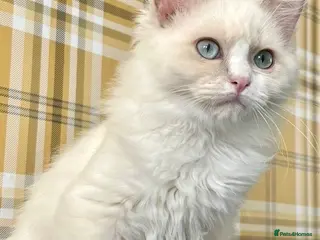 Ragdoll cats Lilac Mink Cherubim Ragdoll KittenTICA Registered - Advert 2