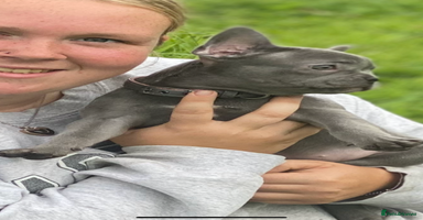French Bulldog dogs - Advert 16
