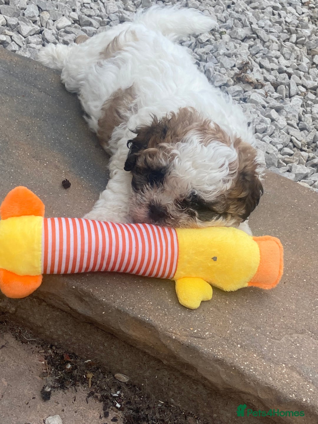 Shih Tzu dogs for sale: 1 beautiful shihtzu puppy  - Image 9